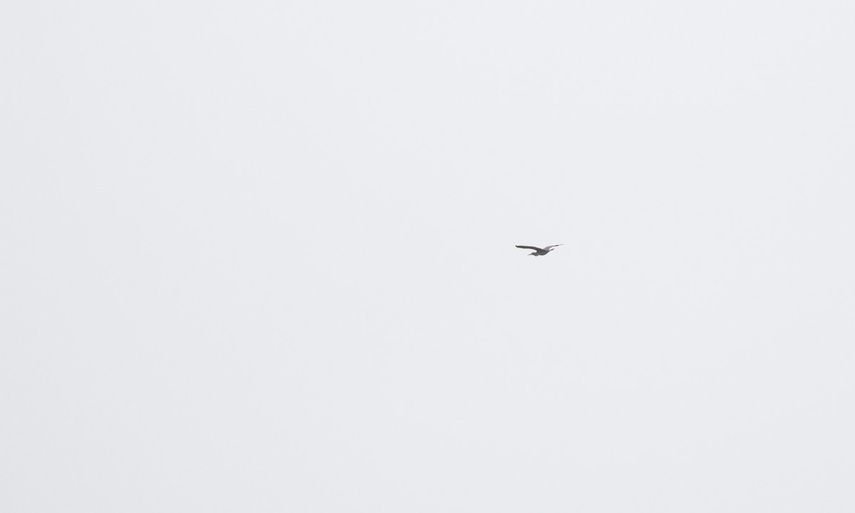 Green Heron - ML646421633