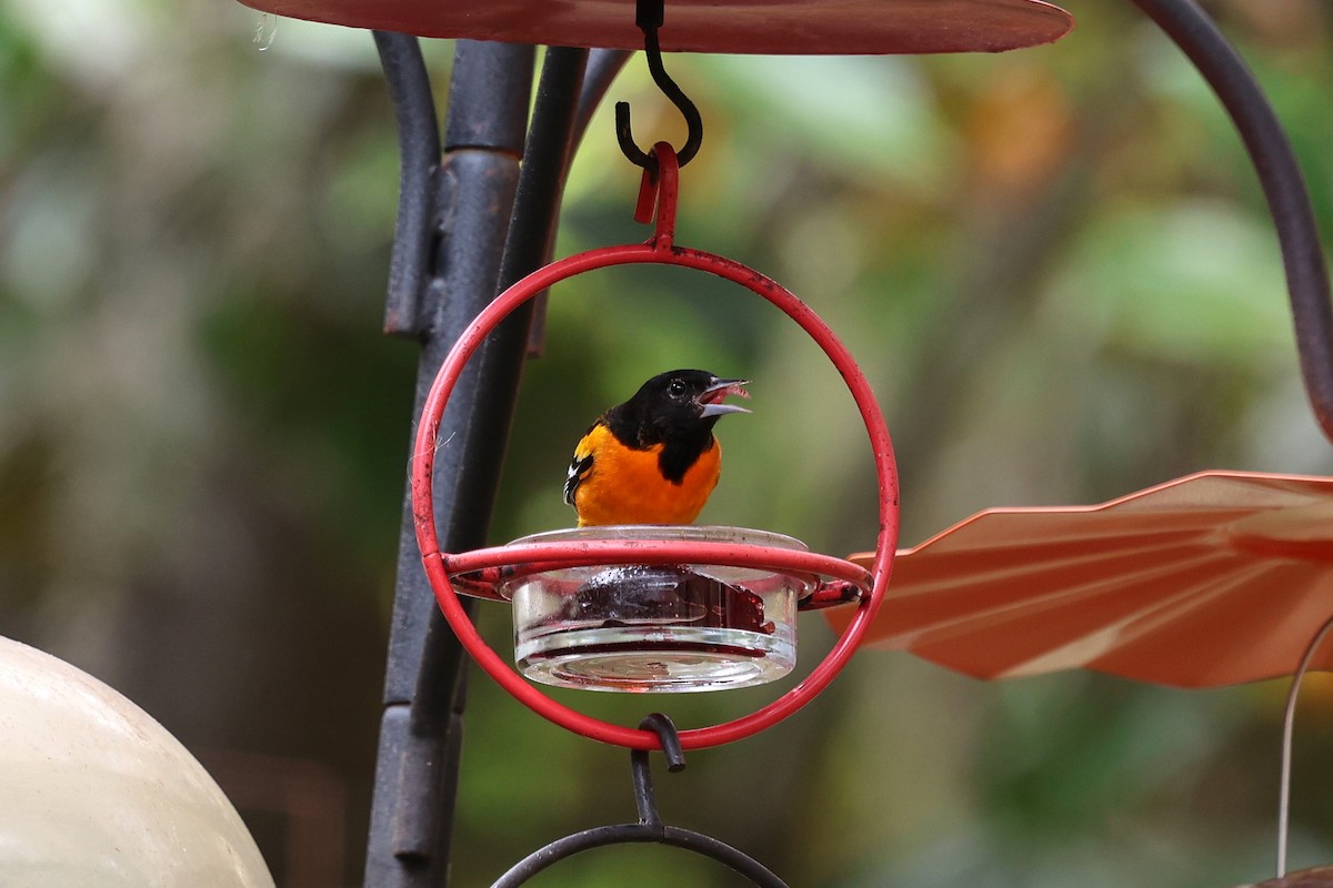 Baltimore Oriole - ML646421634
