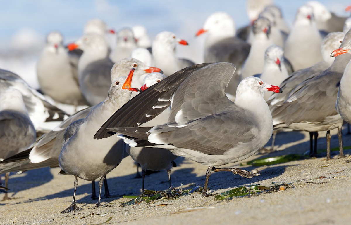 Heermann's Gull - ML646421635