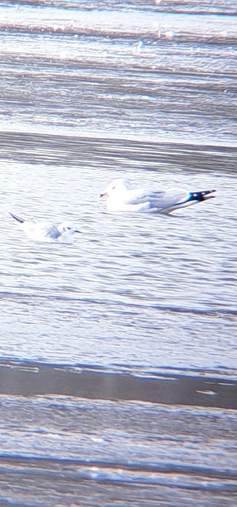 Bonaparte's Gull - ML646421636