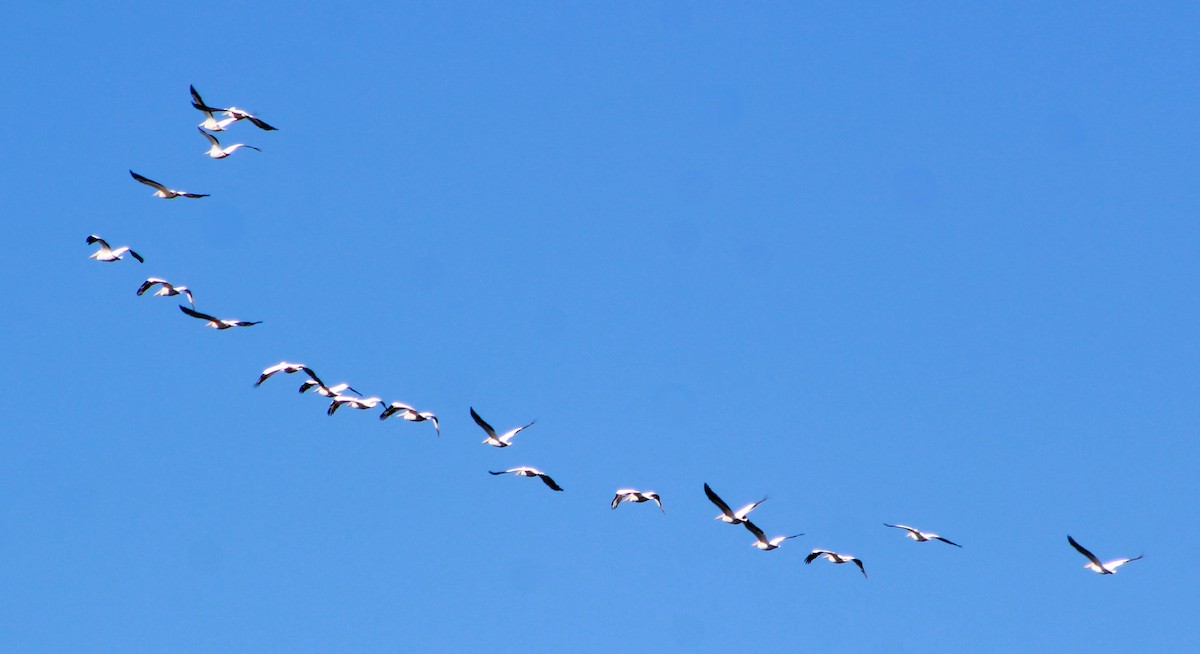 American White Pelican - ML646421637