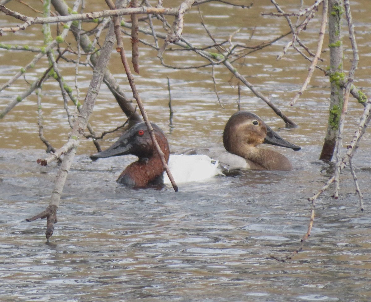 帆背潛鴨 - ML646421638