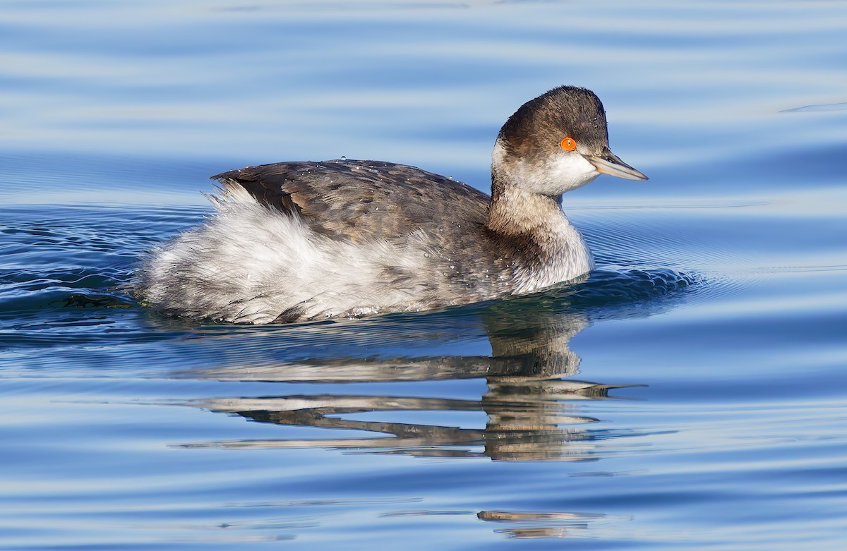 黑頸鸊鷉 - ML646421639