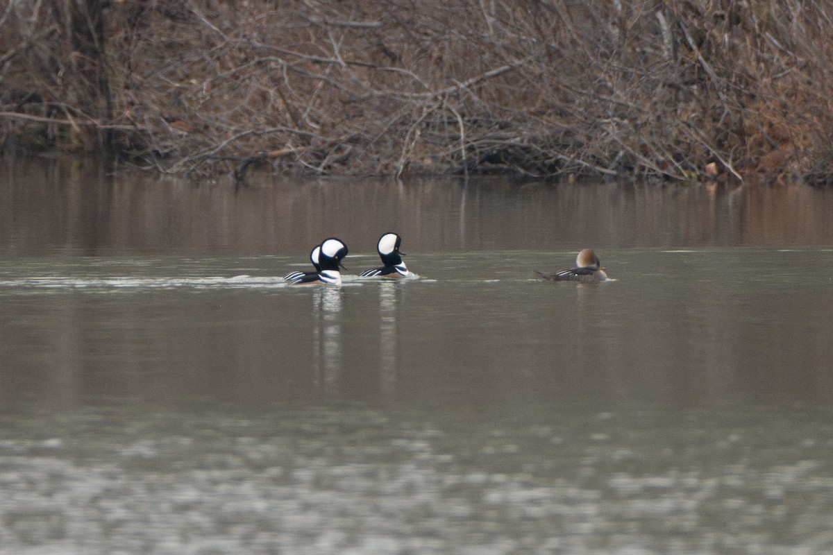 Hooded Merganser - ML646421640
