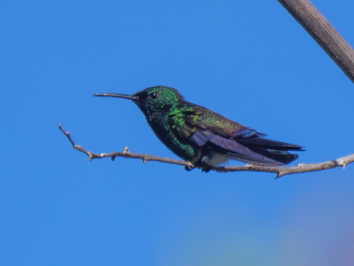 Blue-vented Hummingbird - ML646421641
