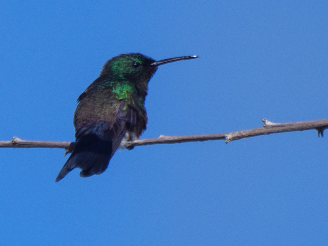Blue-vented Hummingbird - ML646421642