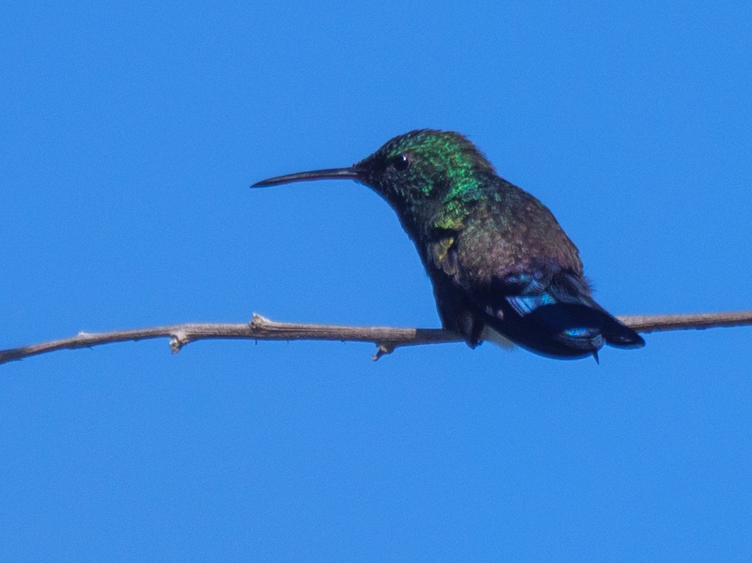 Blue-vented Hummingbird - ML646421643