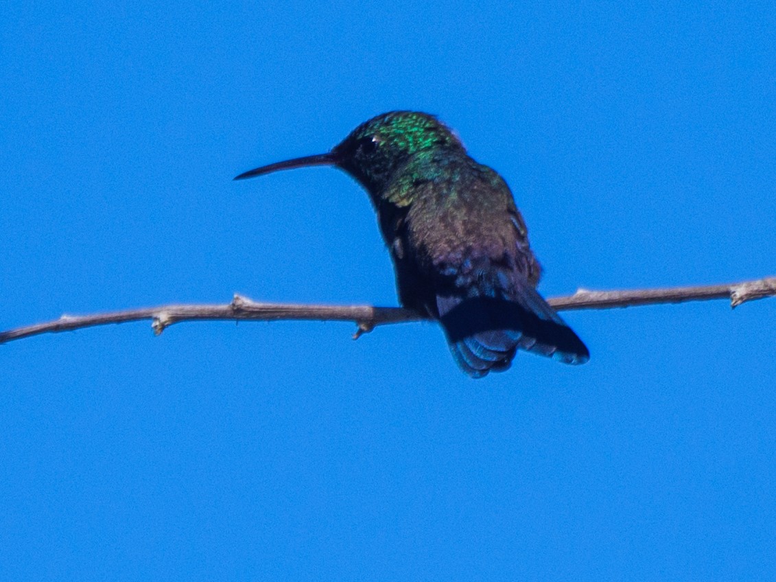 Blue-vented Hummingbird - ML646421644