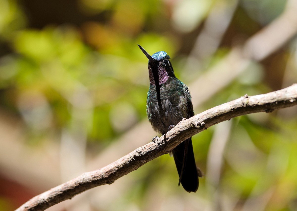 Purple-throated Mountain-gem - ML646421645