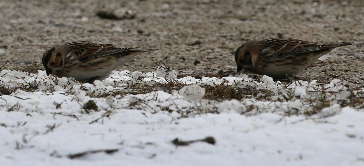 鐵爪鵐 - ML646421646