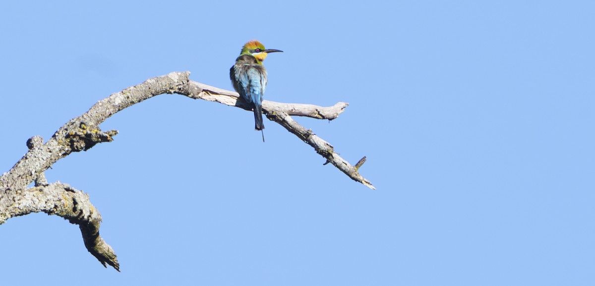 彩虹蜂虎 - ML646421647