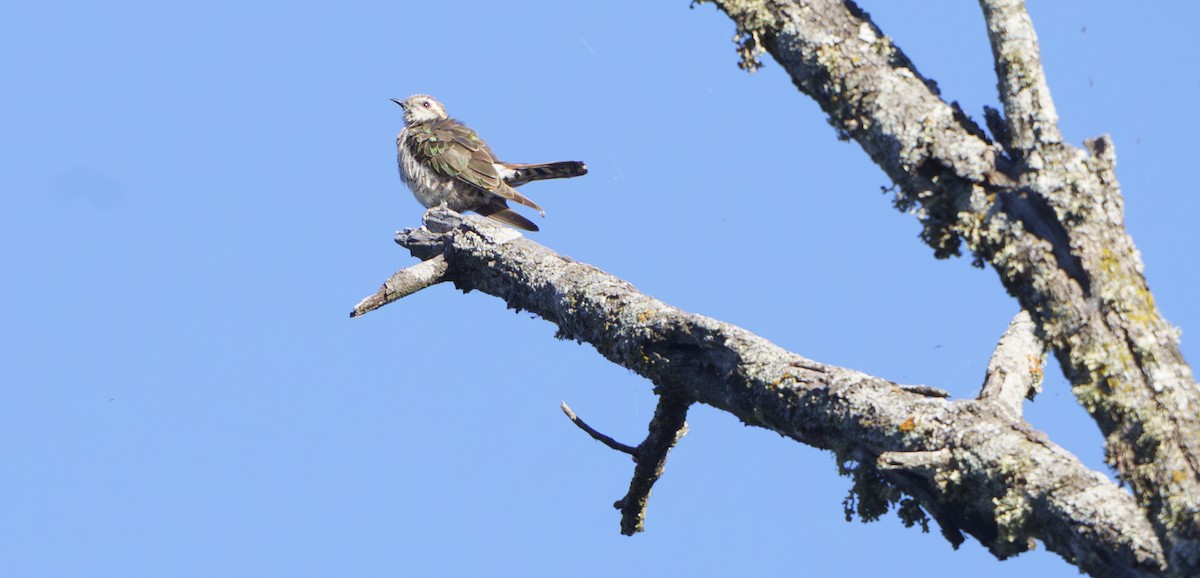 Horsfield's Bronze-Cuckoo - ML646421648