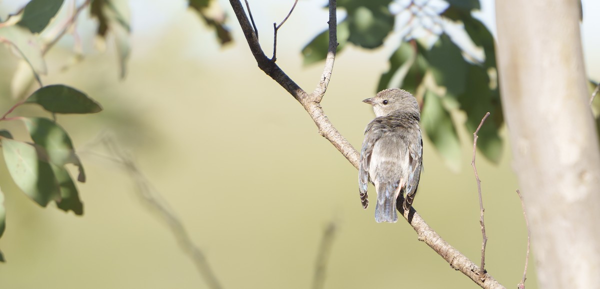 Mistletoebird - ML646421650