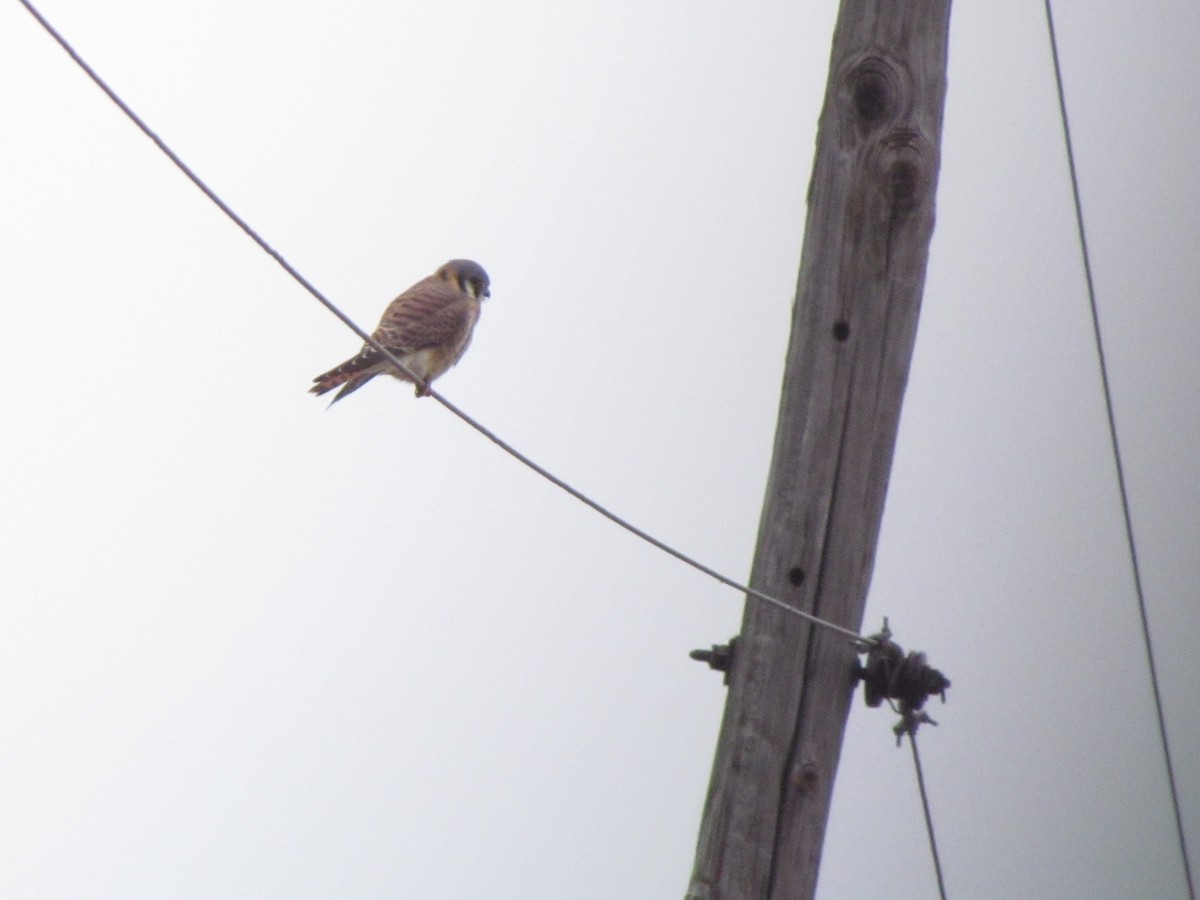 American Kestrel - ML646421651
