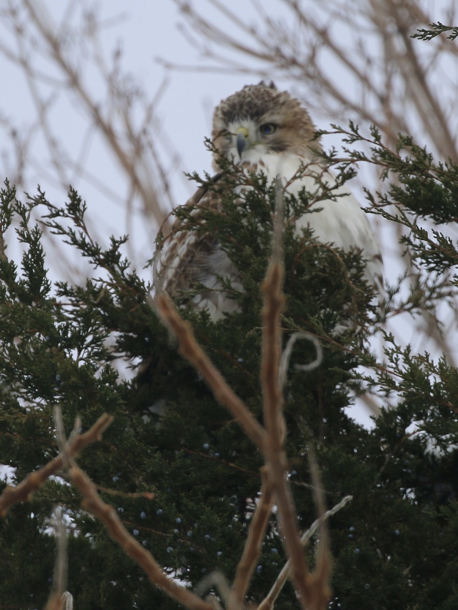 Red-tailed Hawk - ML646421654