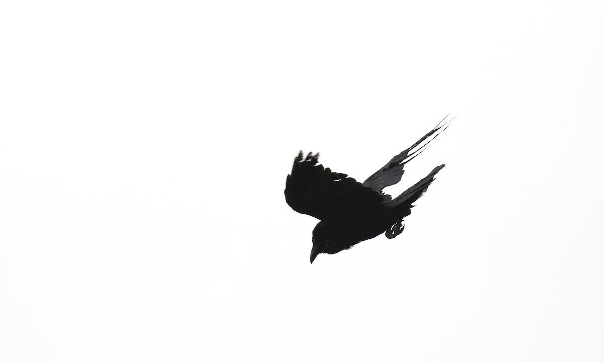 Common Raven - ML646421661