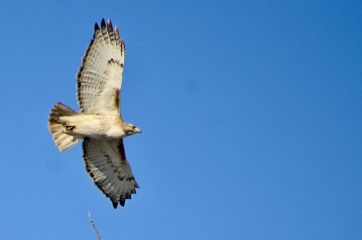 Red-tailed Hawk (borealis) - ML646421662