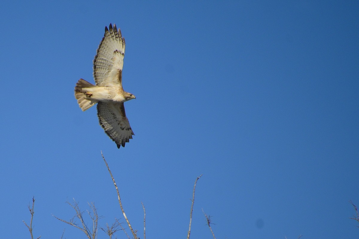 Red-tailed Hawk (borealis) - ML646421663