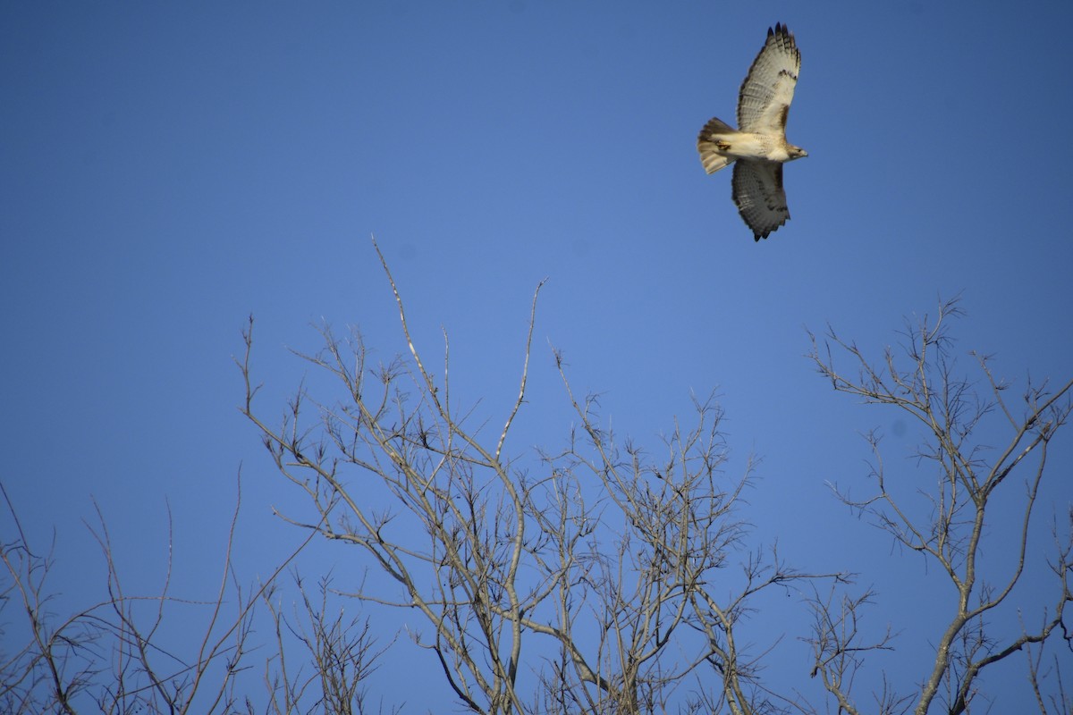 Red-tailed Hawk (borealis) - ML646421664
