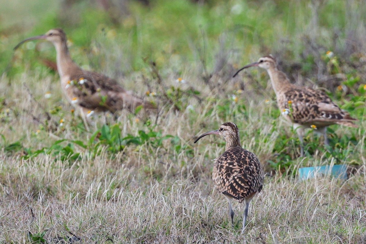 Bristle-thighed Curlew - ML646421665