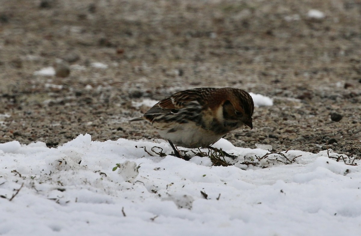 lappspurv - ML646421666