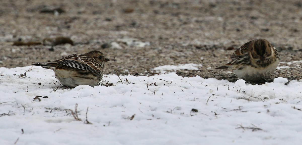 lappspurv - ML646421667