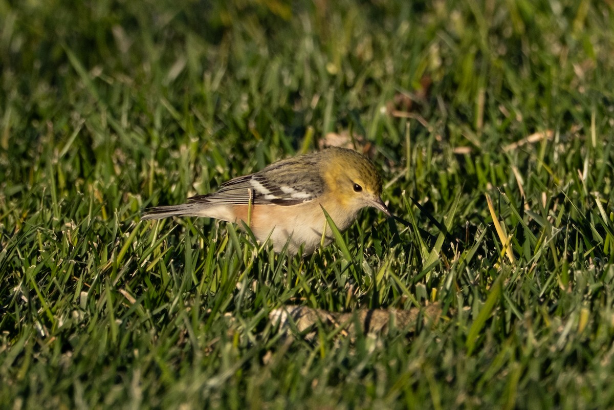 Bay-breasted Warbler - ML646421668