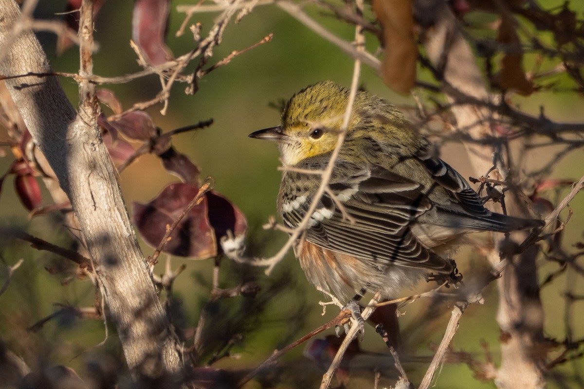 Bay-breasted Warbler - ML646421669