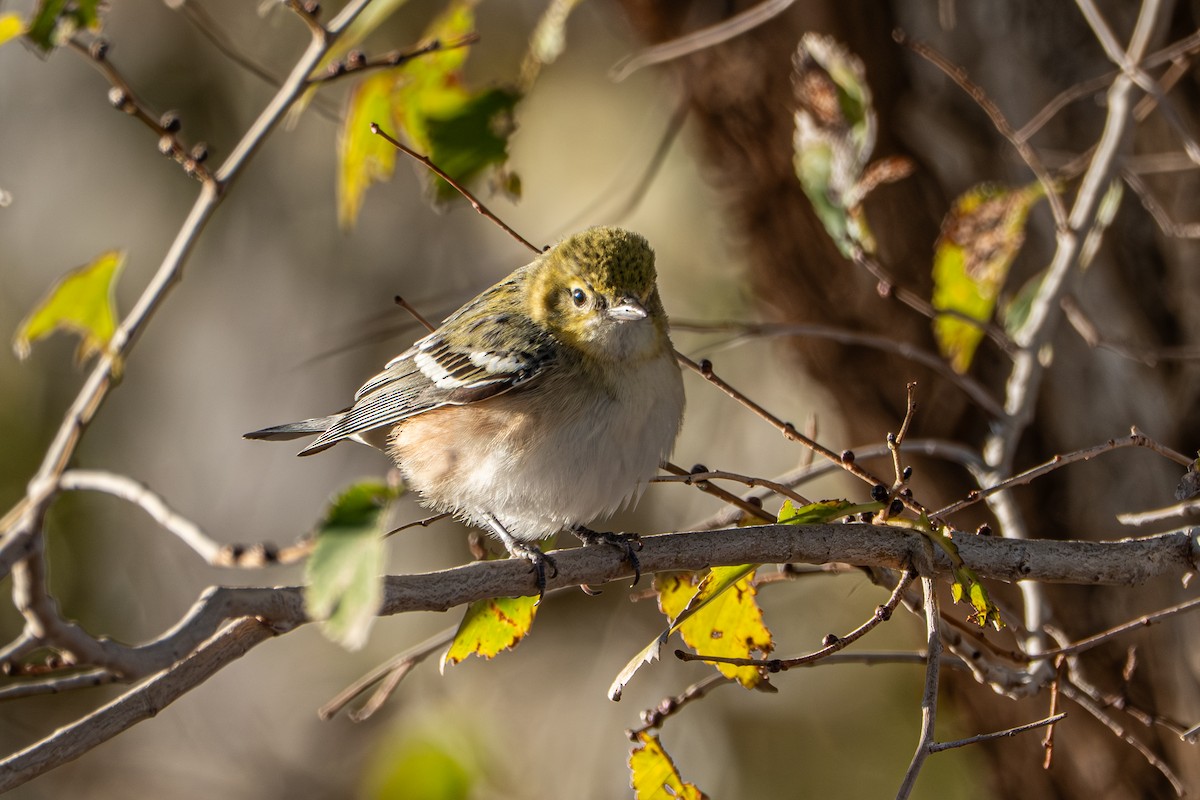 Bay-breasted Warbler - ML646421670