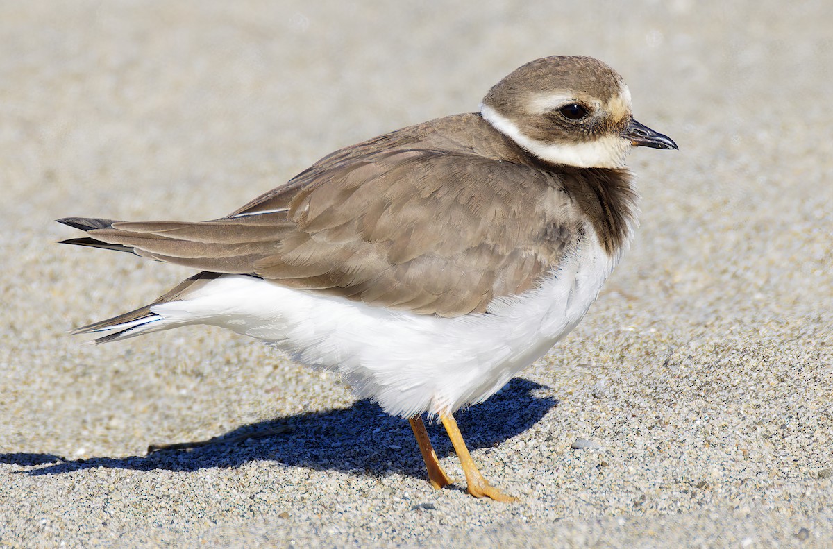 חופמי צווארון - ML646421671