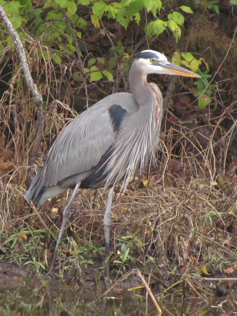 Great Blue Heron - ML646421672