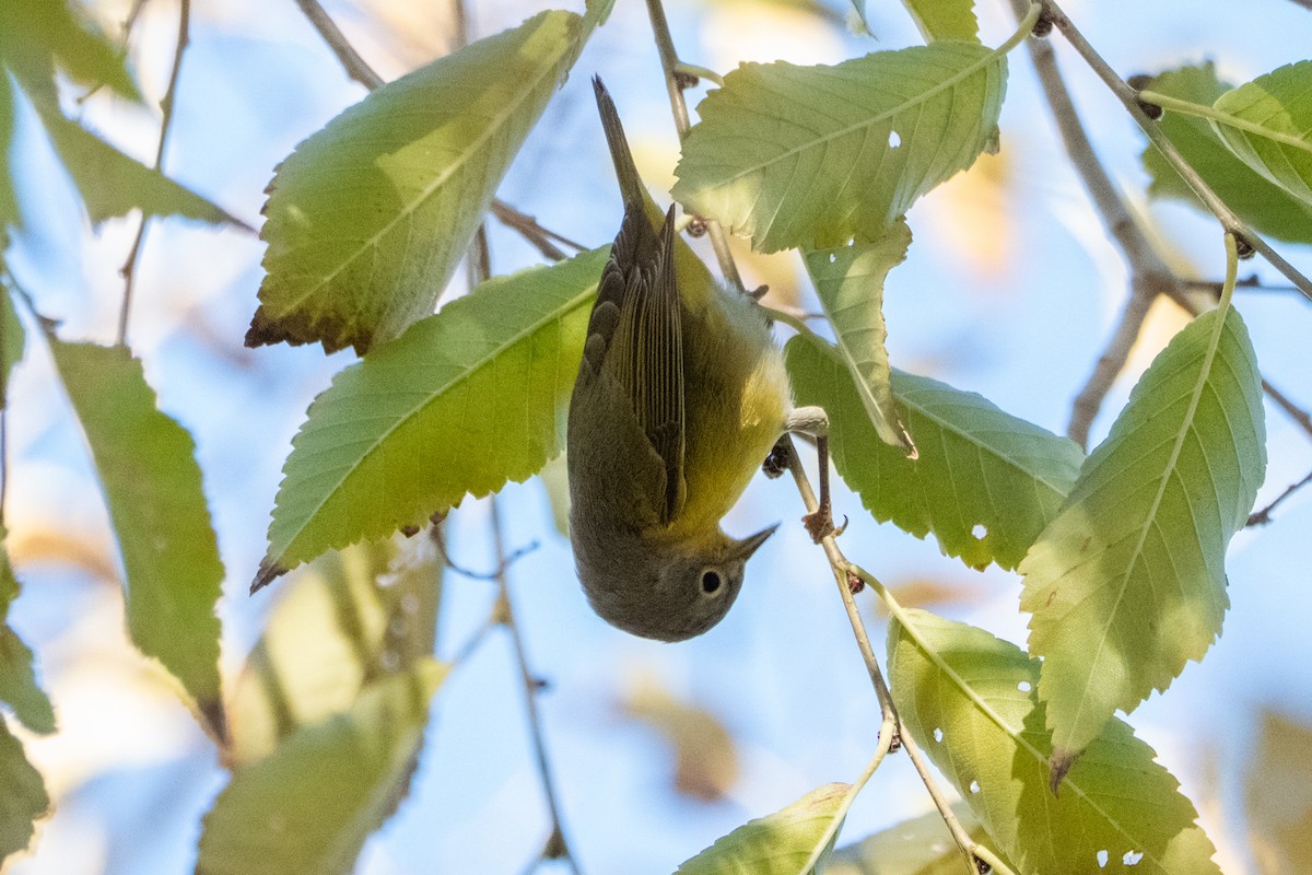 Nashville Warbler - ML646421673
