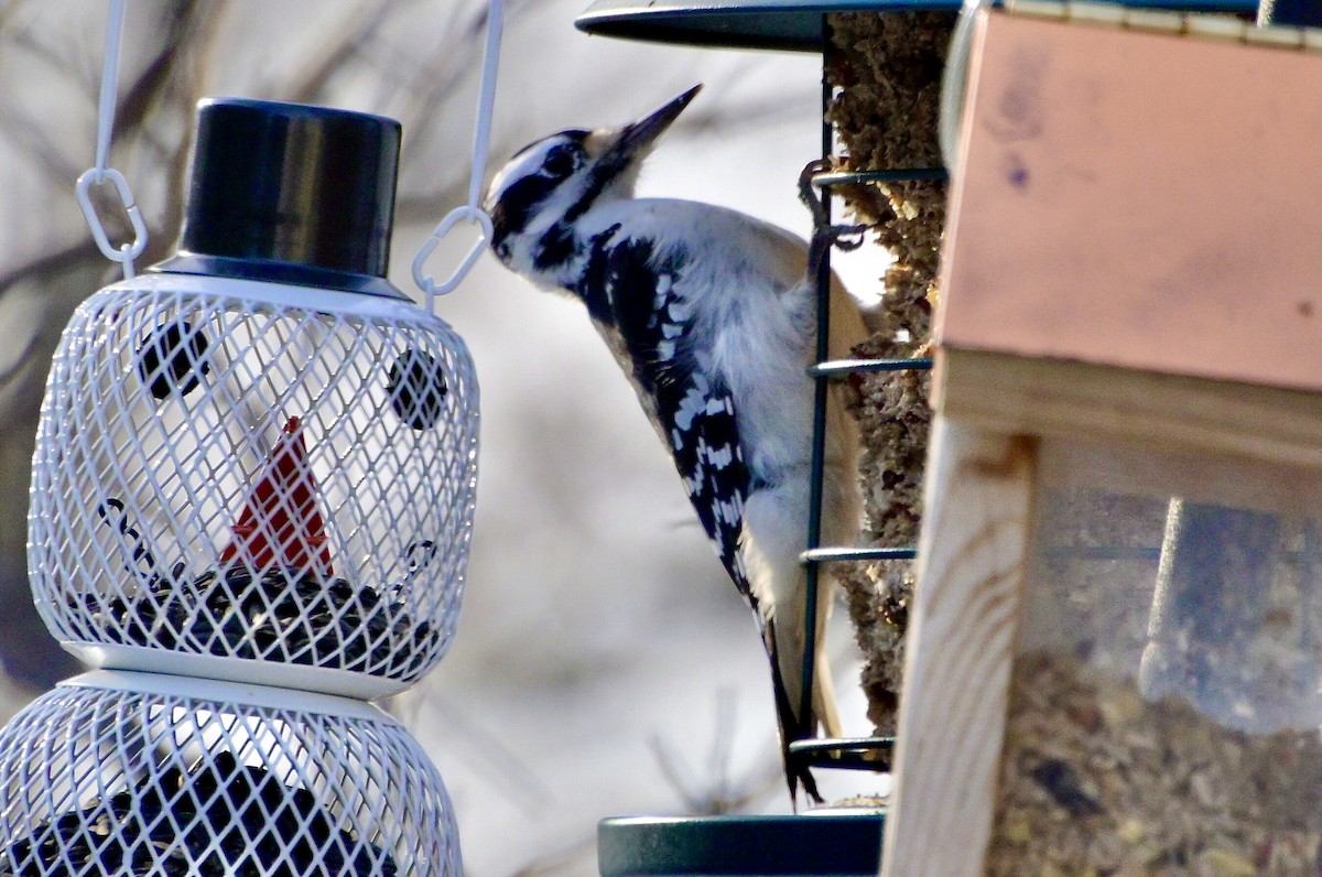Hairy Woodpecker (Eastern) - ML646421674