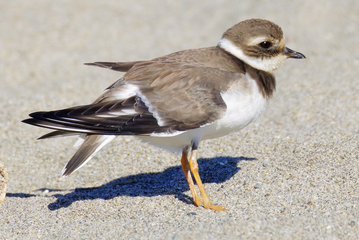 חופמי צווארון - ML646421675