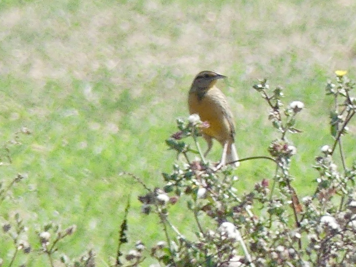 Chihuahuan Meadowlark - ML646421677