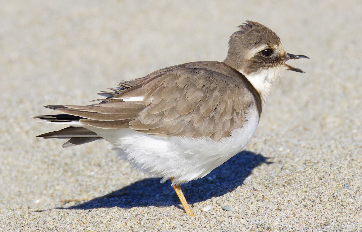 חופמי צווארון - ML646421679