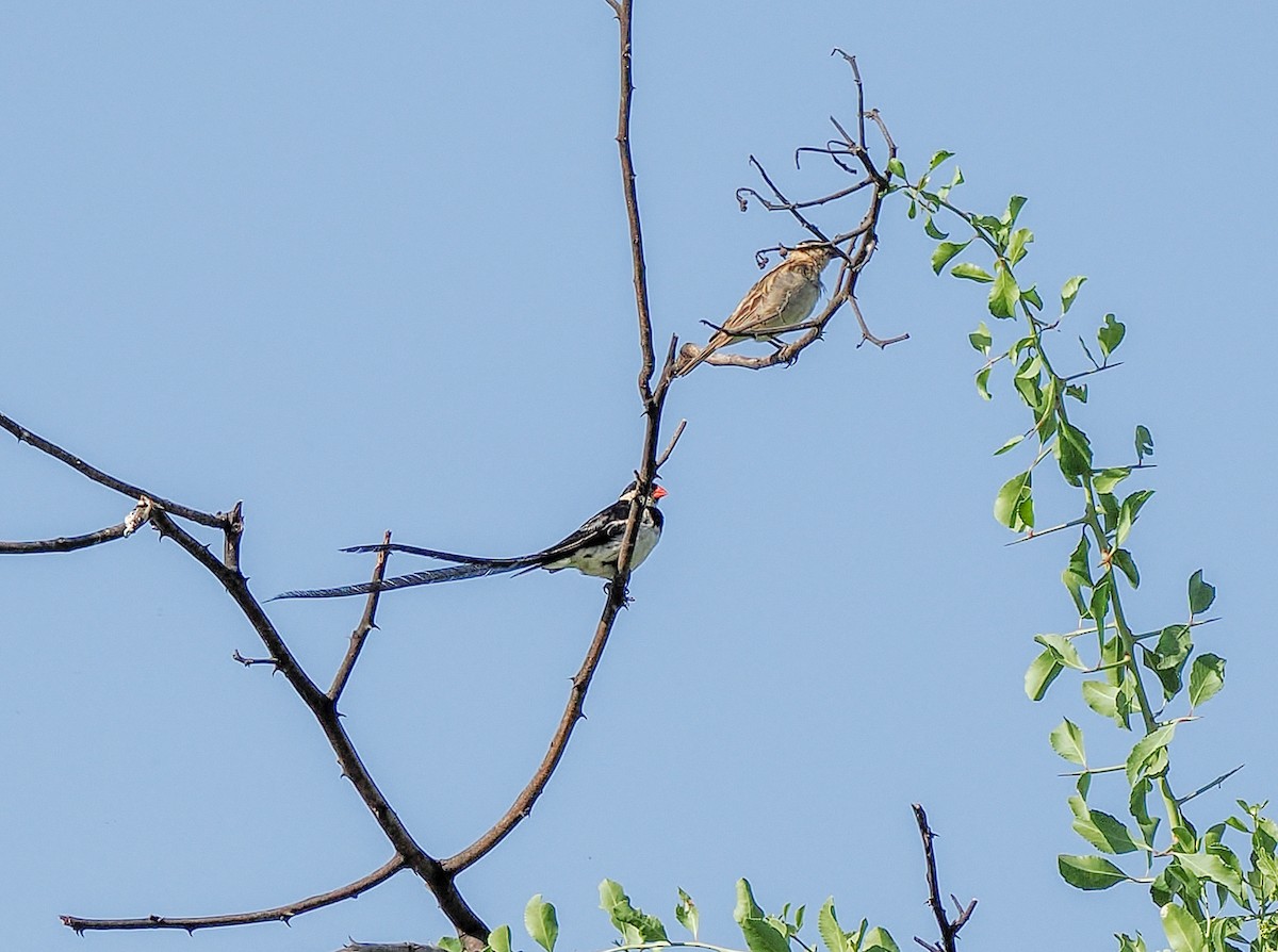 אלמנה חדת-זנב - ML646421685