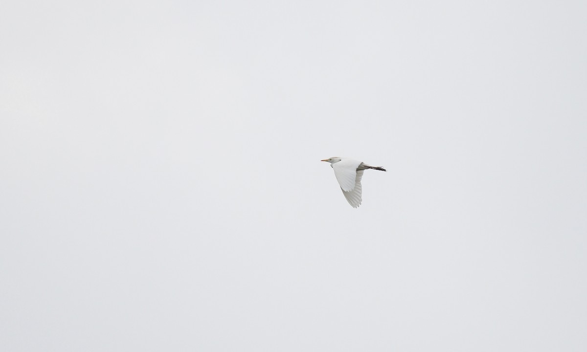 Western Cattle-Egret - ML646421687