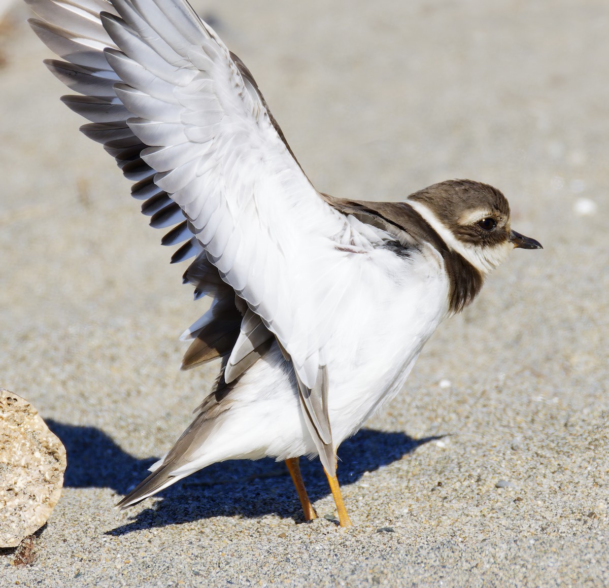חופמי צווארון - ML646421688