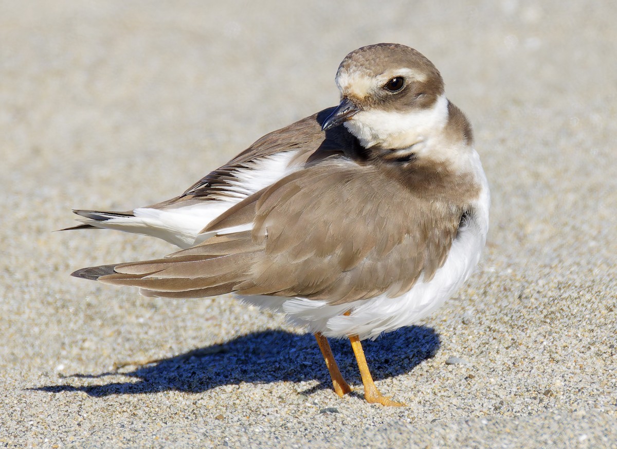 חופמי צווארון - ML646421689