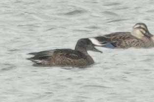 ヨシガモ - ML646421690