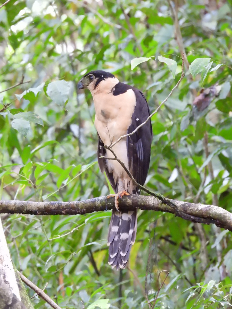 Carnifex à collier - ML646421691