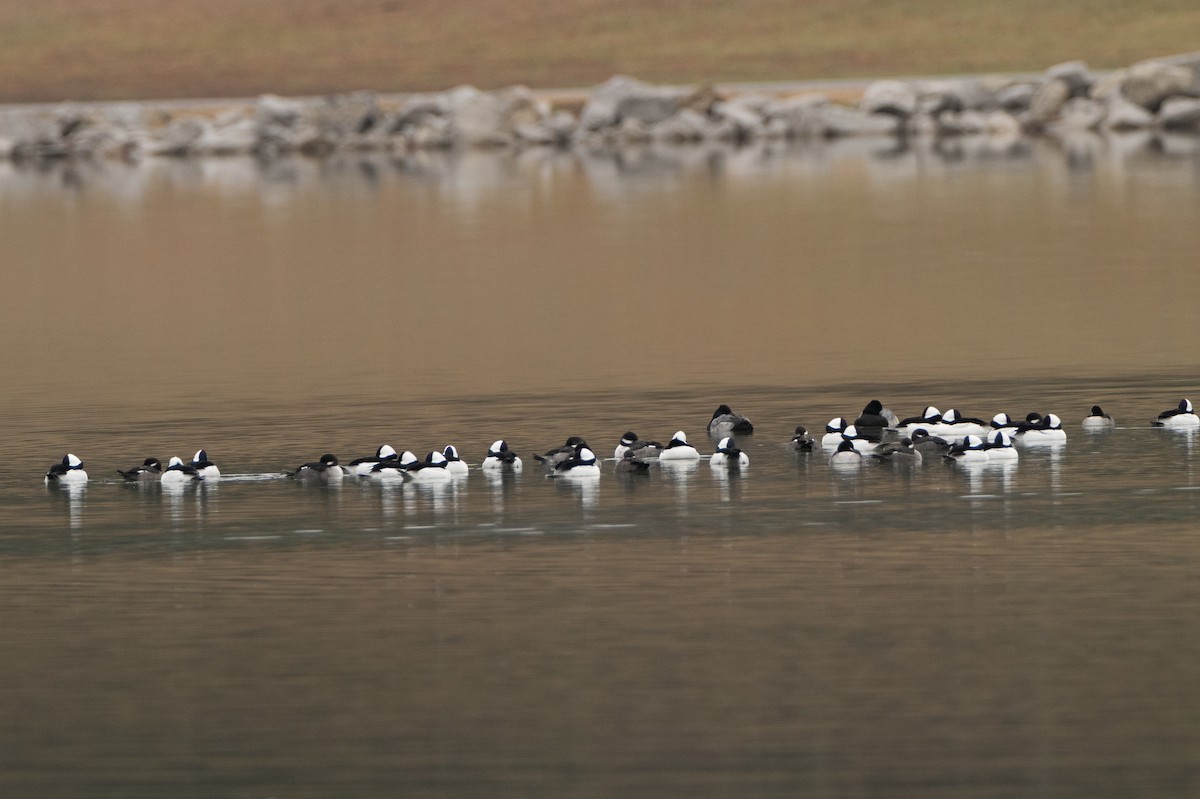 Bufflehead - ML646421694