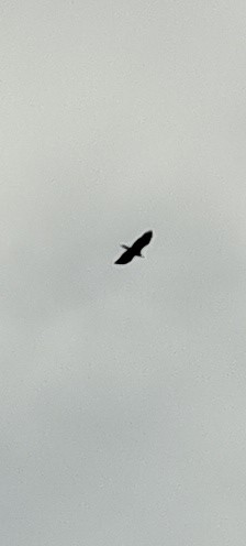 Bald Eagle - ML646421696