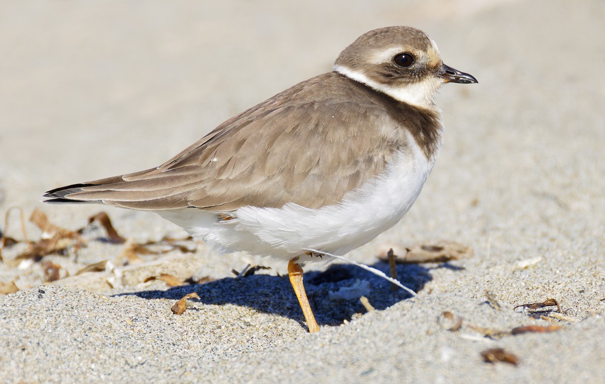 חופמי צווארון - ML646421698