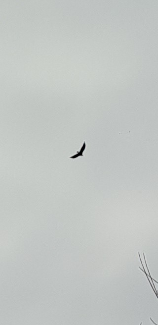 Bald Eagle - ML646421699