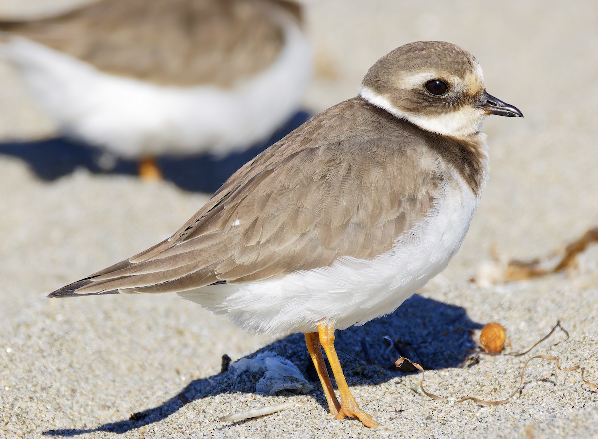 חופמי צווארון - ML646421700