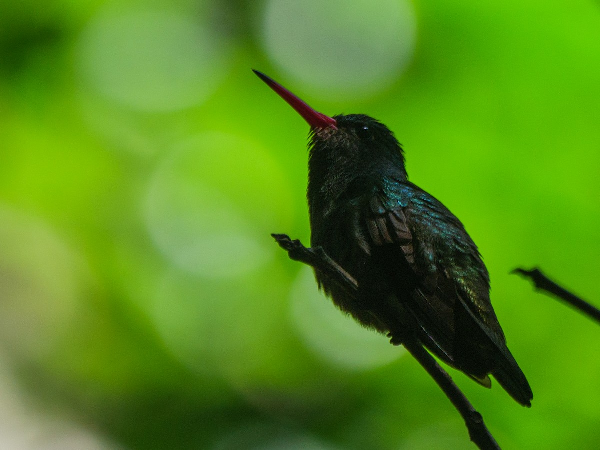 Blue-throated Goldentail - ML646421702