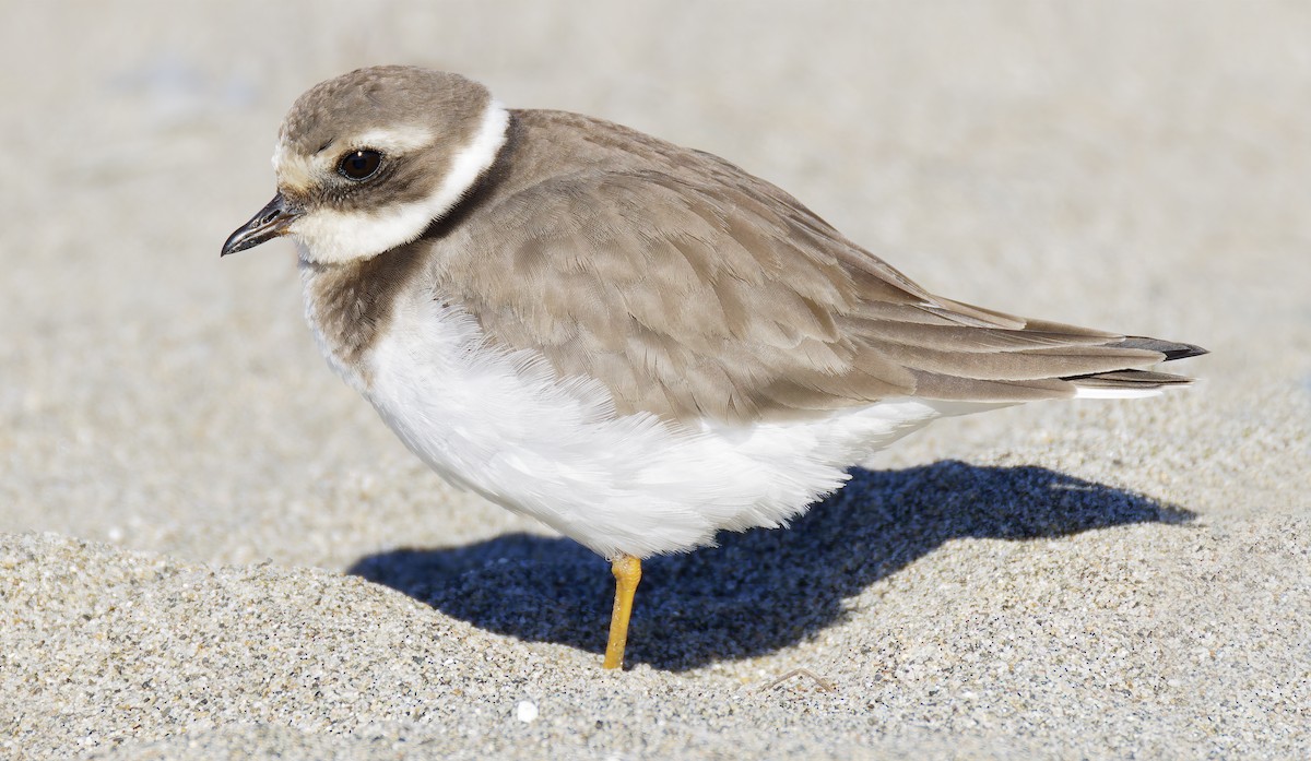 חופמי צווארון - ML646421703