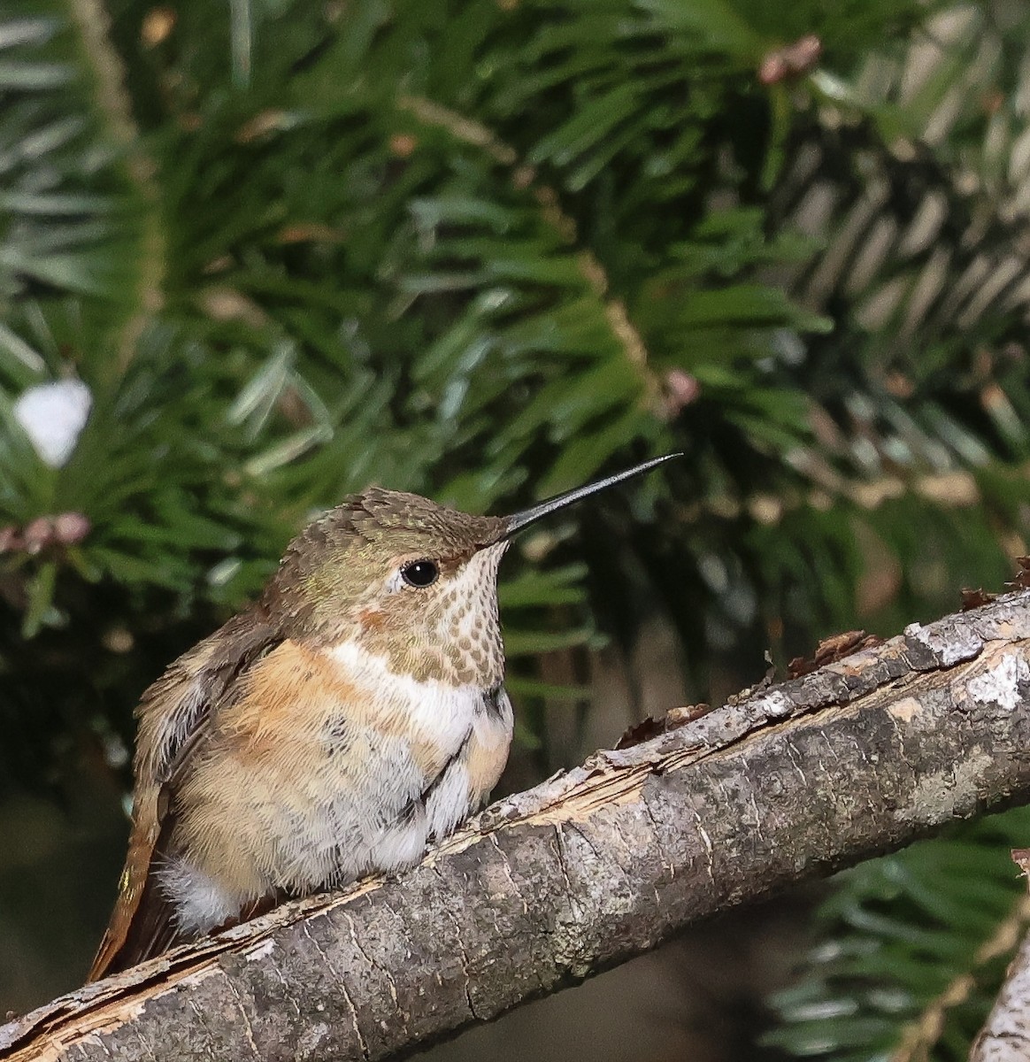 Rufous Hummingbird - ML646421705